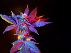 The Art of Crossbreeding Cannabis Strains for Unique Cultivars