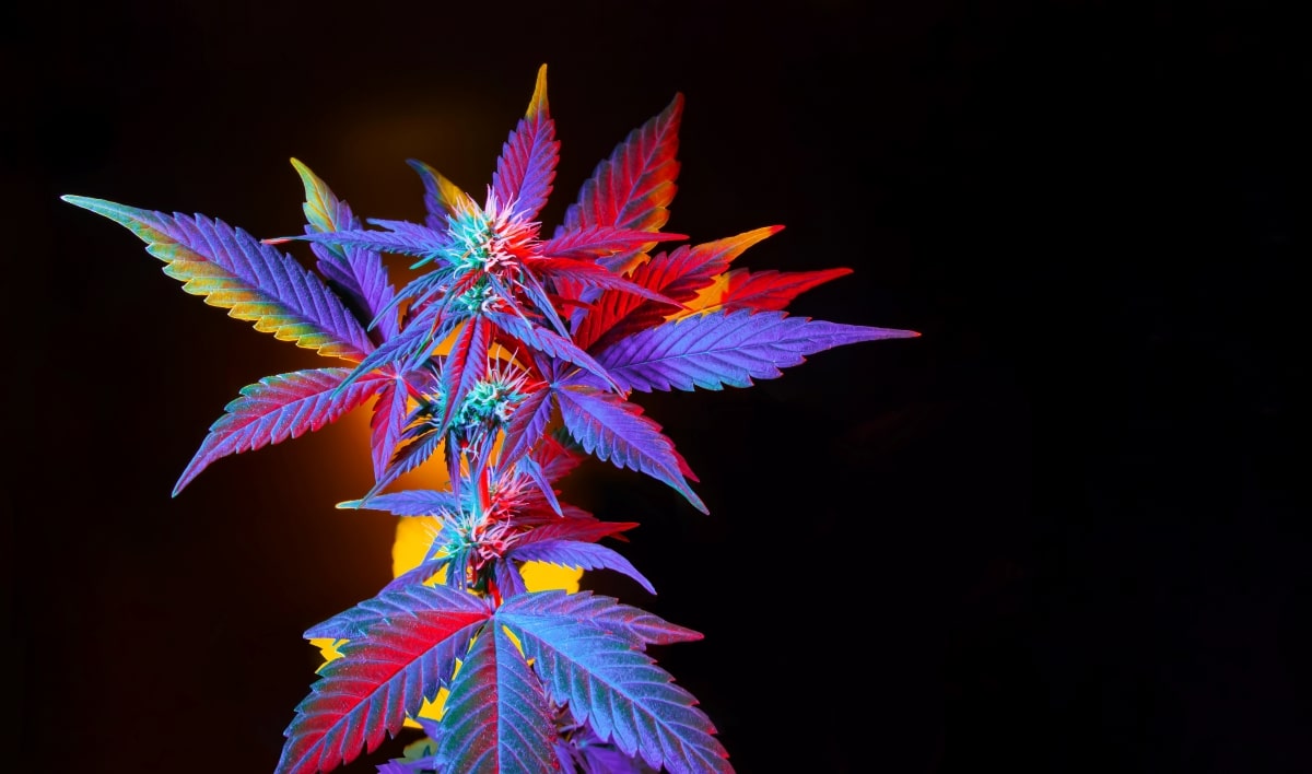 The Art of Crossbreeding Cannabis Strains for Unique Cultivars